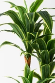 Yapay Dracena thumbnail 2