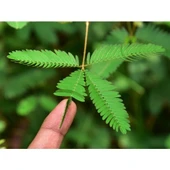 Küstüm Çiçeği (Mimosa Pudica) 10-20 cm thumbnail 4