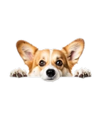 Corgi Yavrusu Duvar Stickerı thumbnail 2
