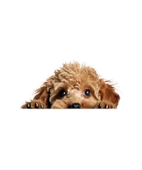 Minyatür Schnauzer Duvar Stickerı thumbnail 2