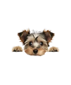 Shih Tzu Duvar Stickerı thumbnail 2