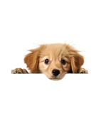 Sarı Yavru Köpek Duvar Sticker'ı thumbnail 2