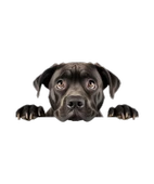 Siyah Cane Corso Köpek Duvar Sticker'ı thumbnail 2