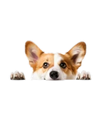 Corgi Yavrusu Duvar Stickerı thumbnail 2