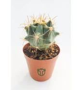 Ferocactus Horridus Kaktüs - 5.5 cm Saksıda thumbnail 4