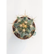 Ferocactus Horridus Kaktüs - 5.5 cm Saksıda thumbnail 1