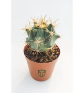 Ferocactus Horridus Kaktüs - 5.5 cm Saksıda thumbnail 2