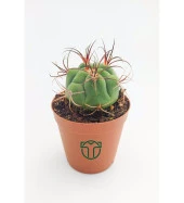 Gymnocalycium Marquezii 5.5 cm Saksıda thumbnail 1