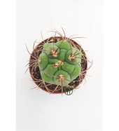 Gymnocalycium Marquezii 5.5 cm Saksıda thumbnail 2