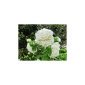 Saksılı Kartopu Çiçeği 40-60 cm thumbnail 1