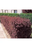 TAŞKAR PEYZAJ Berberis Fidanı TÜPLÜ - 30 CM thumbnail 2