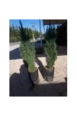 TAŞKAR PEYZAJ Elvudi Çamı ( 50 - 70 Cm ) thumbnail 3