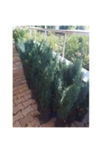 TAŞKAR PEYZAJ Elvudi Çamı ( 50 - 70 Cm ) thumbnail 1