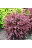 TAŞKAR PEYZAJ Berberis Fidanı TÜPLÜ - 30 CM thumbnail 1