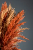 Turuncu Naturel Pampas 16 Adet thumbnail 9