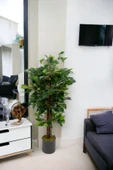 Yapay Benjamin Ağacı 110 Cm thumbnail 6