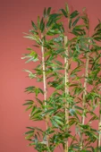 170 Cm Bambu Seperatör thumbnail 2