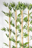 YAPAY ÇİÇEKÇİNİZ 170 Cm Bambu Seperatör thumbnail 2