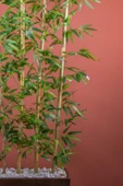170 Cm Bambu Seperatör thumbnail 3