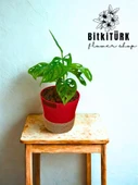 BitkiTÜRK Topraksız monstera monkey bakımı kil bilyesi thumbnail 3