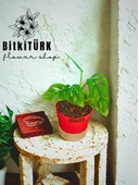 BitkiTÜRK Topraksız monstera monkey bakımı kil bilyesi thumbnail 2