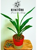 BitkiTÜRK Topraksız YUKKA kil bilyeli thumbnail 1