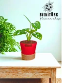 BitkiTÜRK Topraksız monstera monkey bakımı kil bilyesi thumbnail 1