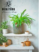 BitkiTÜRK Beton saksıda kurdele çiçeği thumbnail 1