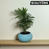 BitkiTÜRK-Beton Saksıda AREKA thumbnail 4
