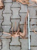 Yati Kökü Bağ 35-45 cm thumbnail 5
