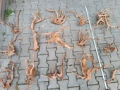 Yati Kökü Bağ 35-45 cm thumbnail 4