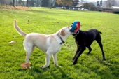 Chuckit! Fetch Wheel Oyun Halkası thumbnail 3