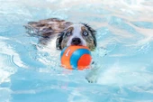 Chuckit! Suda Batmayan Mega Köpek Oyun Topu thumbnail 2