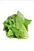Yedikule Marul Tohumu 10 Gr thumbnail 1