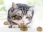 Kedi Otu Oyun Topu thumbnail 1