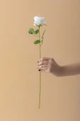 Yapay Gül Kadife Beyaz thumbnail 1