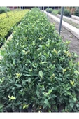 Defne Fidanı 15-25 cm thumbnail 3