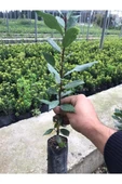 Defne Fidanı 15-25 cm thumbnail 1