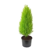 Limon Çamı Servi Fidanı 30-60 cm thumbnail 2