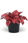 Hypoestes Hostes Çiçeği Fidanı 10-20 cm thumbnail 6