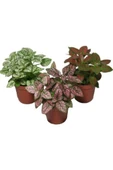Hypoestes Hostes Çiçeği Fidanı 10-20 cm thumbnail 1