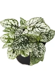 Hypoestes Hostes Çiçeği Fidanı 10-20 cm thumbnail 7