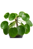 Pilea Çiçeği Çin Parası Çiçegi 10-20 cm thumbnail 1