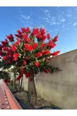 Fırça Çalısı Çiçeği Fidanı 30-60 cm thumbnail 5