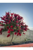 Fırça Çalısı Çiçeği Fidanı 30-60 cm thumbnail 4