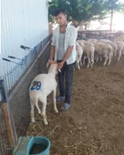 Hayvan Numaralandırma Damga Seti 0-9 thumbnail 3