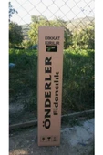 Fırça Çiçeği Fidanı 30-60 cm thumbnail 2
