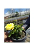 Gül Fidanı 2 Adet 10-20 Cm thumbnail 2
