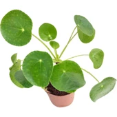 Pilea Çin Para Çiçeği Fidanı 10-20 Cm thumbnail 2