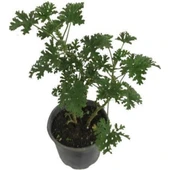 Pelargonium Odoratissimum Itır Bitkisi 10-20 cm thumbnail 2